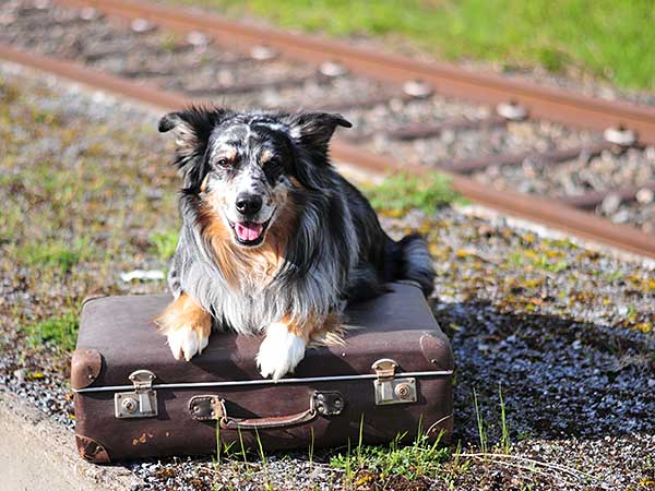 Homeless Australian Shepherd with suitcase by train tracks