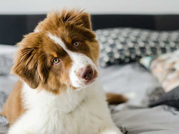 Australian Shepherd puppy sitting on bed.