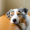 Australian Shepherd laying on couch looking bored.