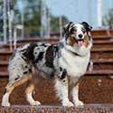 Blue merle Australian Shepherd standing by a fountain.