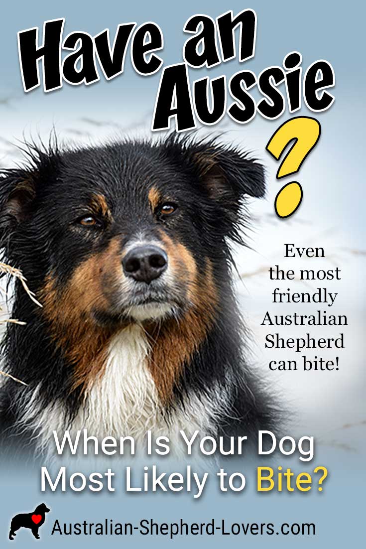 When is a dog most likely to bite? Understanding all of the potential causes can help you to better control your dog's behavior and avoid situations that could cause your Australian Shepherd to bite. #australianshepherd #dogbiting #dogaggression #aussielovers