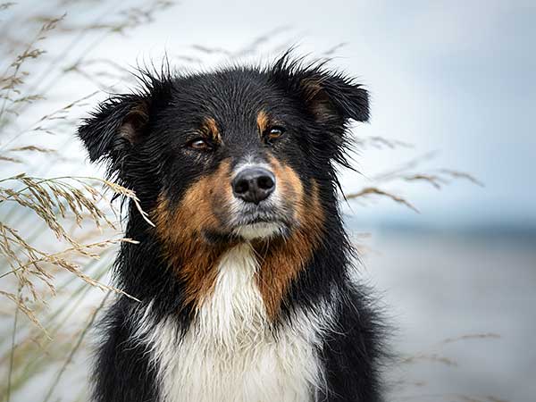 Australian Shepherd Owners: When Is Your Dog Most Likely To Bite? - Photo: Wet black tri Australian Shepherd at lake.