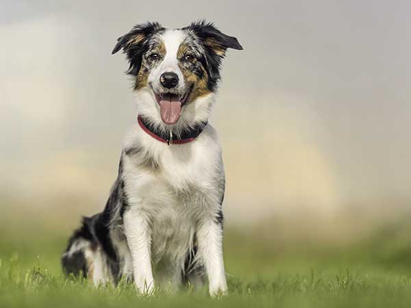 Guide to Dog Nutrition, Dog Food, and Dog Treats for Your Australian Shepherd - Photo: Blue merle Australian Shepherd sitting on grass.
