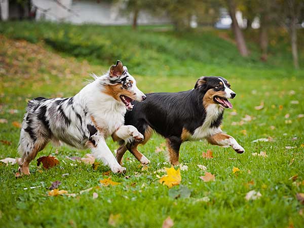 Proper Dog Park Etiquette Rules You May Not Be Aware Of - Photo: Two Australian Shepherds playing at dog park.