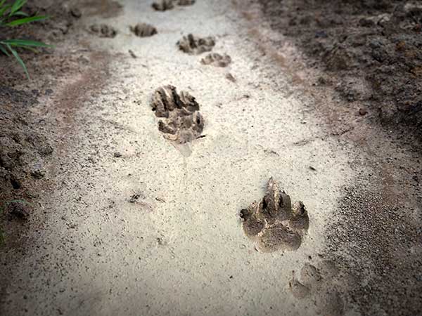 Dog tracks in mud.