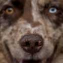 Close-up of red merle Australian Shepherd's nose.
