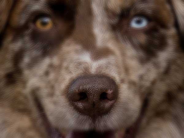Close-up of red merle Australian Shepherd's nose.