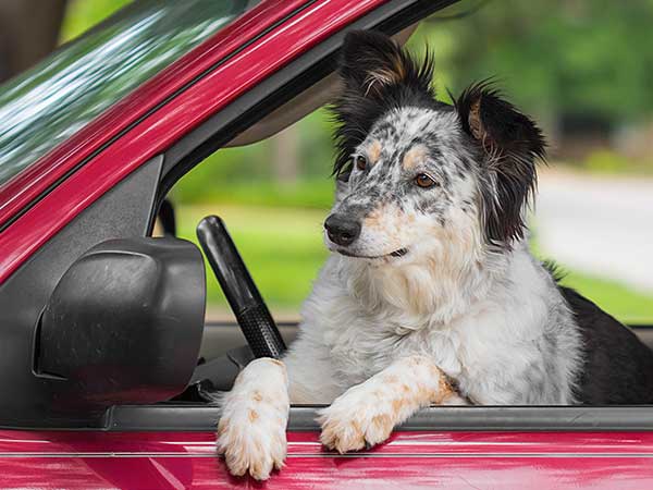 Photo for Dog Seat Belt Harness Article featuring Australian Shepherd, Border Collie mix in driver's seat of car.