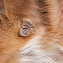 Dog Skin Disease Must Be Diagnosed Quickly