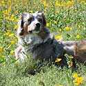 Australian Shepherd laying in field with yellow flowers.