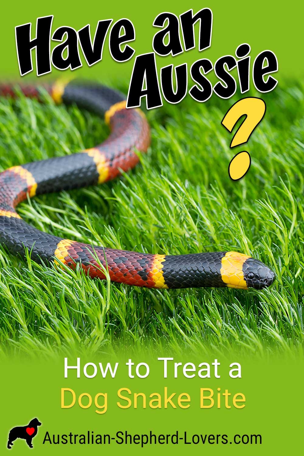 A dog snake bite can be one of the most serious health emergencies any pet owner can face. It's important for all owners to be aware of the dangers and know what to do if your dog is bitten by a snake. #australianshepherd #aussie #dogs #doghealth #aussielovers