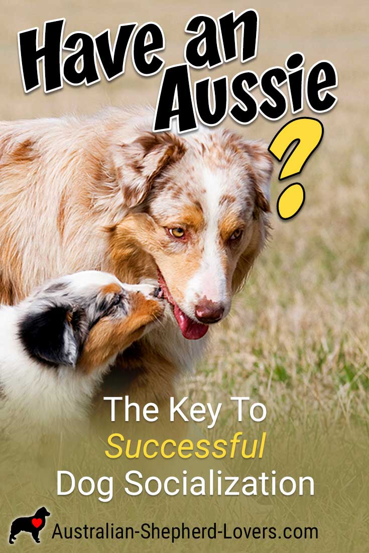 Dog socialization is a very important part of training your Australian Shepherd and is vital to a well-behaved, calm, and even-tempered dog. Learn the most important element when socializing your puppy. #australianshepherd #dogsocialization #dogtraining #puppytraining #aussielovers