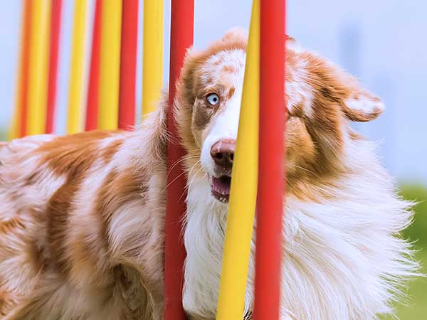 Red merle Australian Shepherd running agility weave pole slalom.