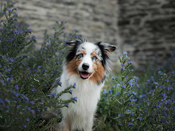 What To Do When Your Dog Is Stung By A Bee, Wasp, or Hornet - Photo: Australian Shepherd sitting among blue flowers.