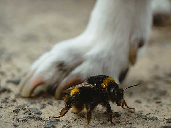 What To Do When Your Dog Is Stung By A Bee, Wasp, or Hornet - Photo: Dog's white paw next to bumblebee.