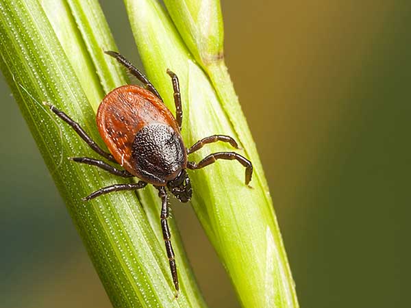 Close-up photo of tick on a plant stalk.