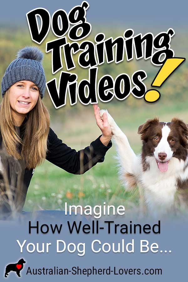 Recommended dog training videos make it easy to train your puppy, your adult dog, or to deal with behavior problems. #australianshepherd #dogtraining #puppytraining #aussielovers