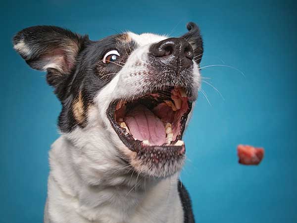 How A Dog Treat Dispenser Can Help You and Your Australian Shepherd - Photo: A Border Collie catching a dog treat.
