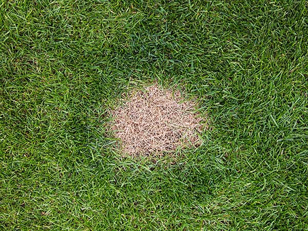 Does Your Lawn Need a Dog Urine Grass Saver? How to Save Your Lawn - Photo: Dead patch of grass caused by excessive nitrogen in dog urine.