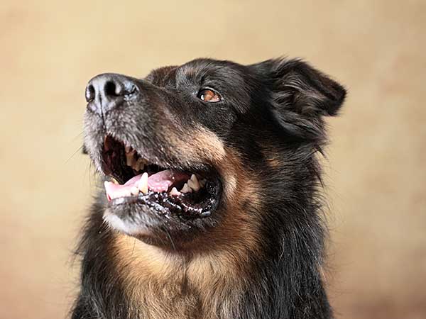 Australian Shepherd in front of tan background.