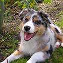 Australian Shepherd puppy laying on grass.