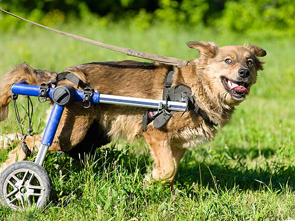 Dog wheel chair