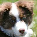 Red tri Australian Shepherd puppy laying on grass.