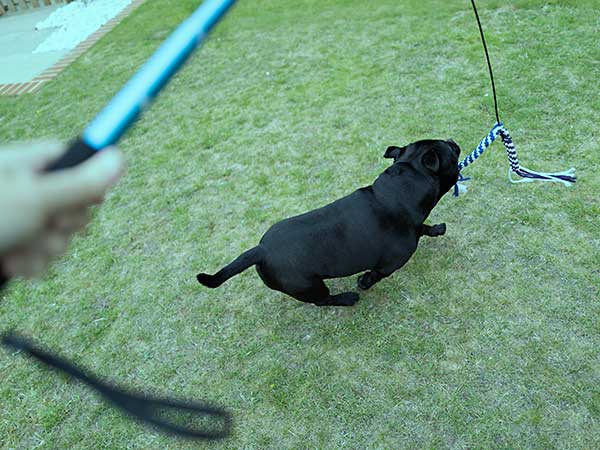 Enrichment for Dogs: How To Keep Your Australian Shepherd Engaged - Photo: Staffordshire Bull Terrier running to catch the rope lure at the end of a flirt pole.
