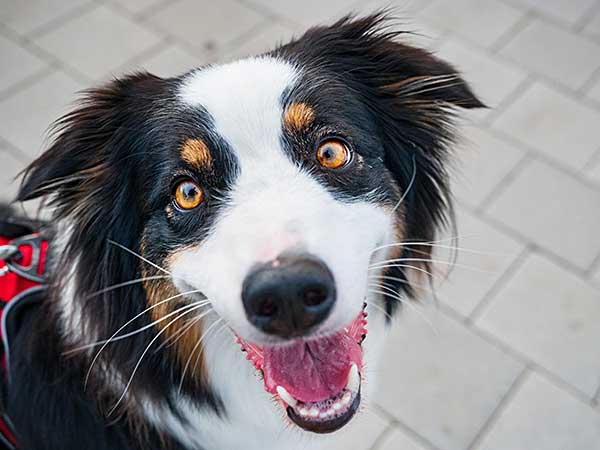 Enrichment for Dogs: How To Keep Your Australian Shepherd Engaged