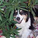 Black tri Australian Shepherd laying under Oleander bush.