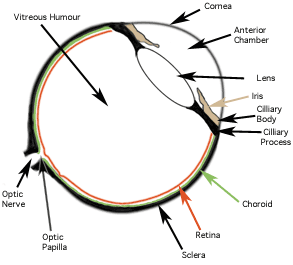 Canine Eye, Cross Section