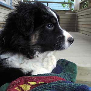 Black bi Australian Shepherd puppy Matty.