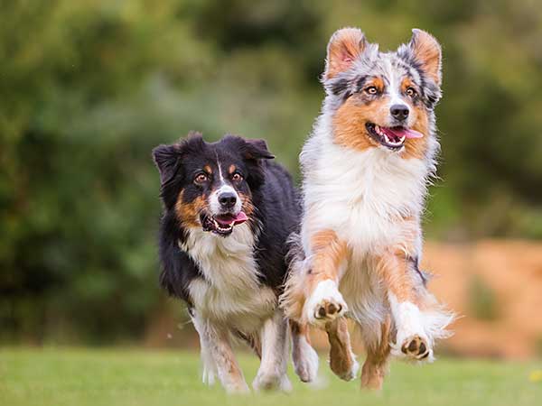 Two Australian Shepherds running at a park.