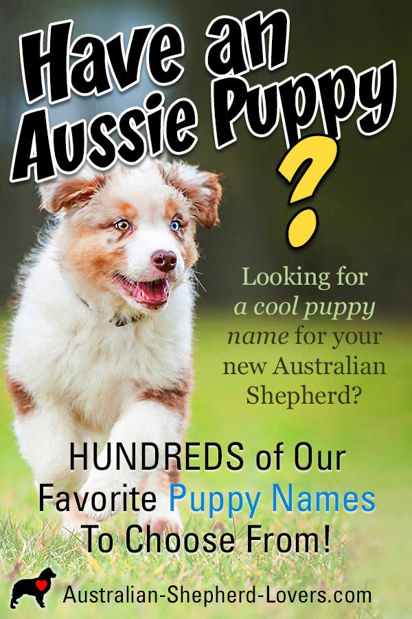 Favorite Puppy Names Australian Shepherd Names