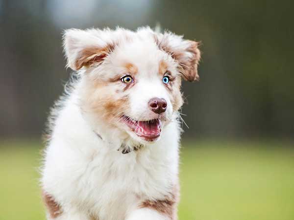 red australian shepherd puppy