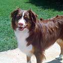 Red tri Australian Shepherd Abby.