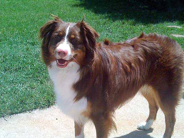 Red tri Australian Shepherd Abby.