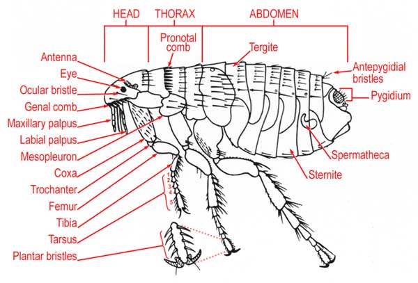 Flea Anatomy