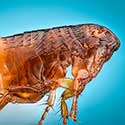 Close-up of flea.