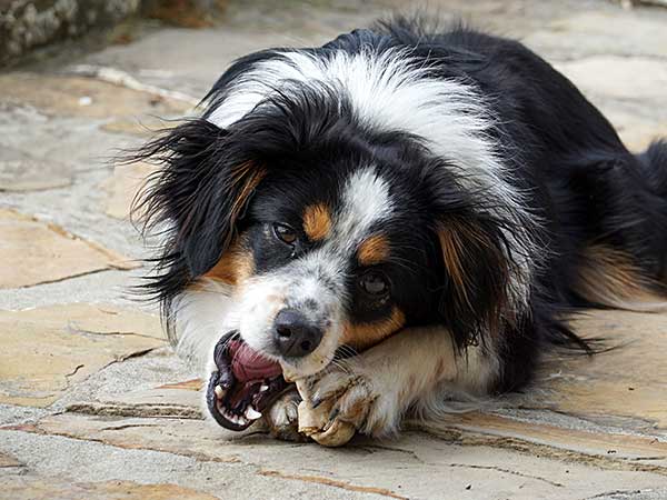 Food Guarding in Dogs: What to Do to Keep Everyone Safe - Photo: Dog chewing a rawhide bone.