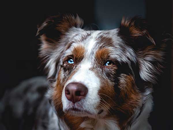 Food Guarding in Dogs: What to Do to Keep Everyone Safe - Photo: Portrait of red merle Australian Shepherd with dark background.