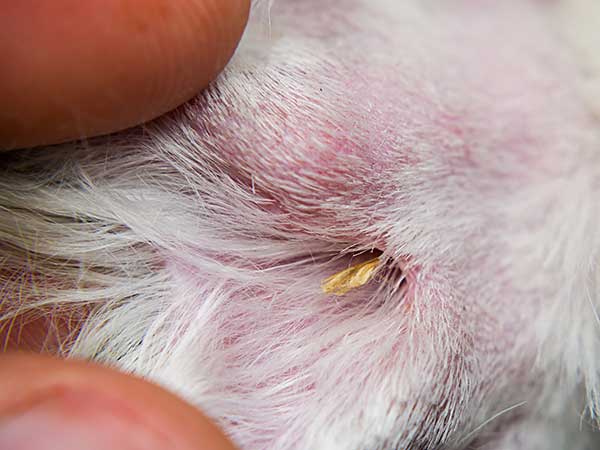 Foxtails and Dogs: A Dangerous Combination for Your Aussie - Photo: Foxtail grass seed embedded in dog's skin.