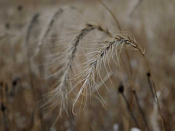 Foxtails and Dogs: A Dangerous Combination for Your Aussie - Photo: Canada wild rye grass (Elymus canadensis).