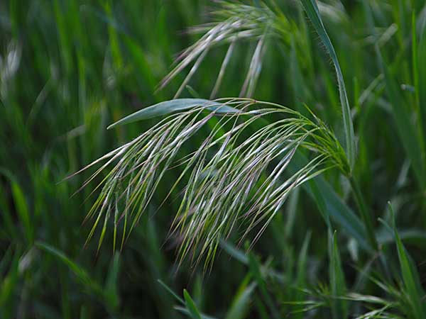 Foxtails and Dogs: A Dangerous Combination for Your Aussie - Photo: Downy brome or cheatgrass (Bromus tectorum).