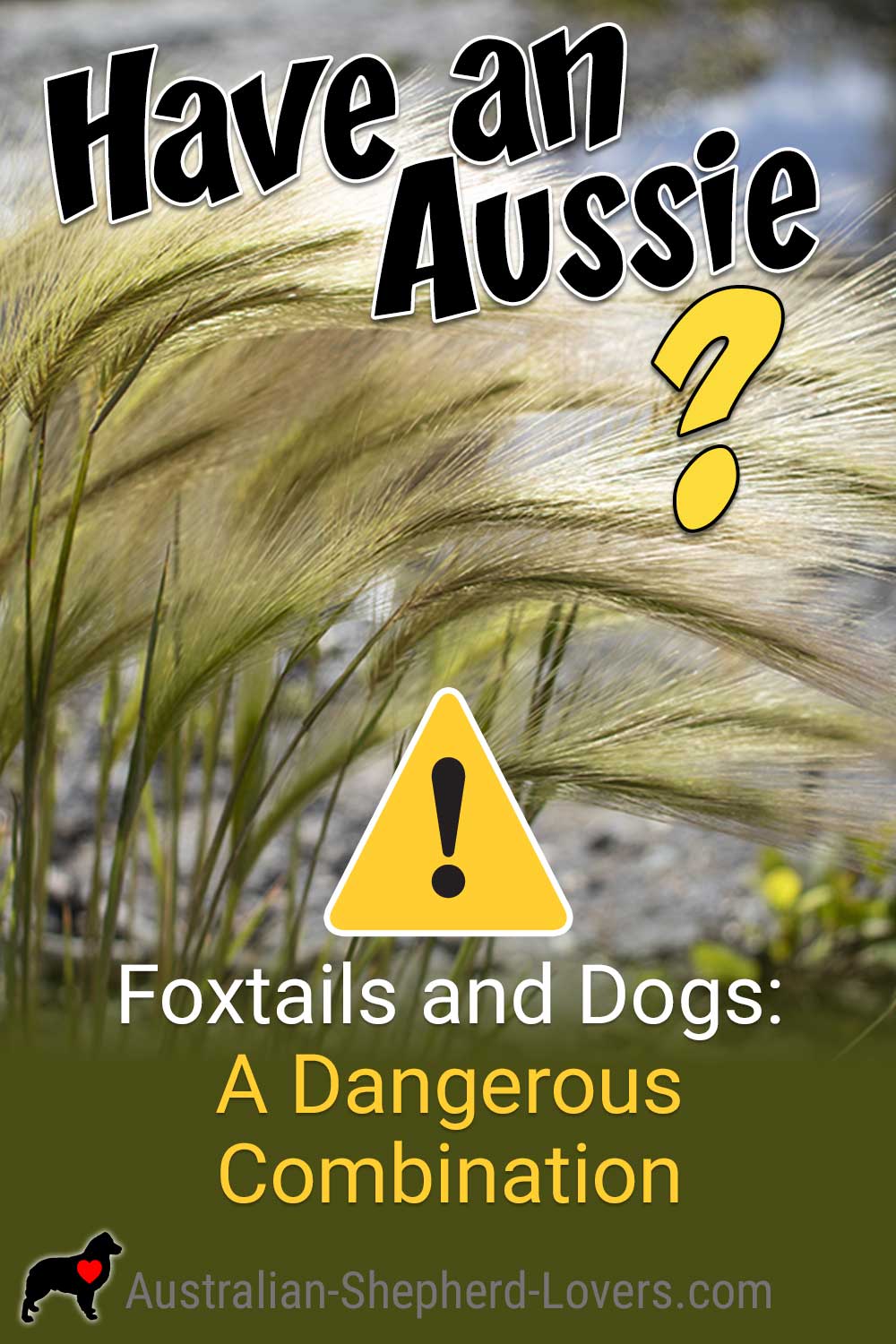 Foxtails and dogs should be kept away from each other as foxtail seeds can be very dangerous. Barbs of the foxtail (and other grass seeds) can become embedded causing serious health problems and death. #australianshepherd #bluegreenalgae #doghealth #dogsafety #aussielovers