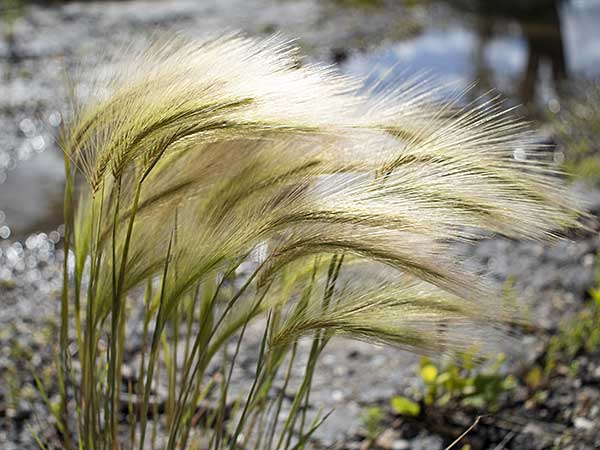 Foxtails and Dogs: A Dangerous Combination for Your Aussie - Photo: Foxtail barley (Hordeum jubatum).