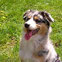 Blue merle Australian Shepherd puppy sitting on grass.