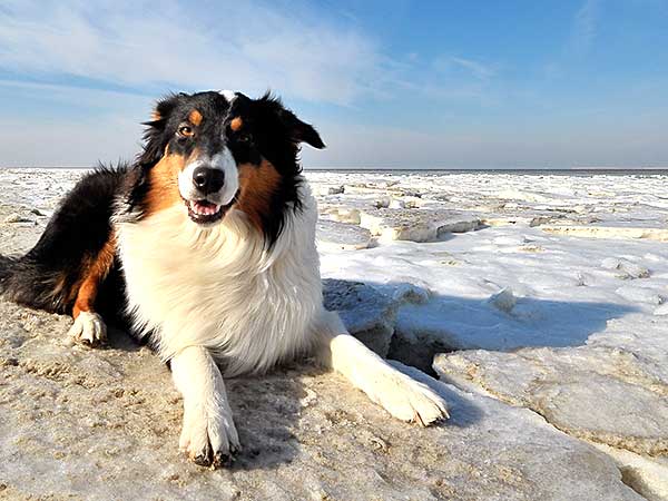 Freeze-Dried Dog Food: Is It The Right Choice For Your Dog? - Photo: Australian Shepherd on ice-covered, windy beach.