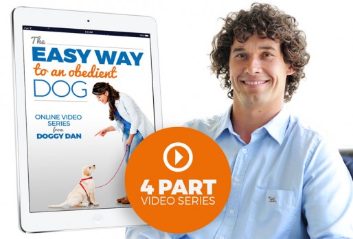 The Easy Way To An Obedient Dog 4 Part Video Series