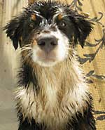 Australian Shepherd Photo Gallery